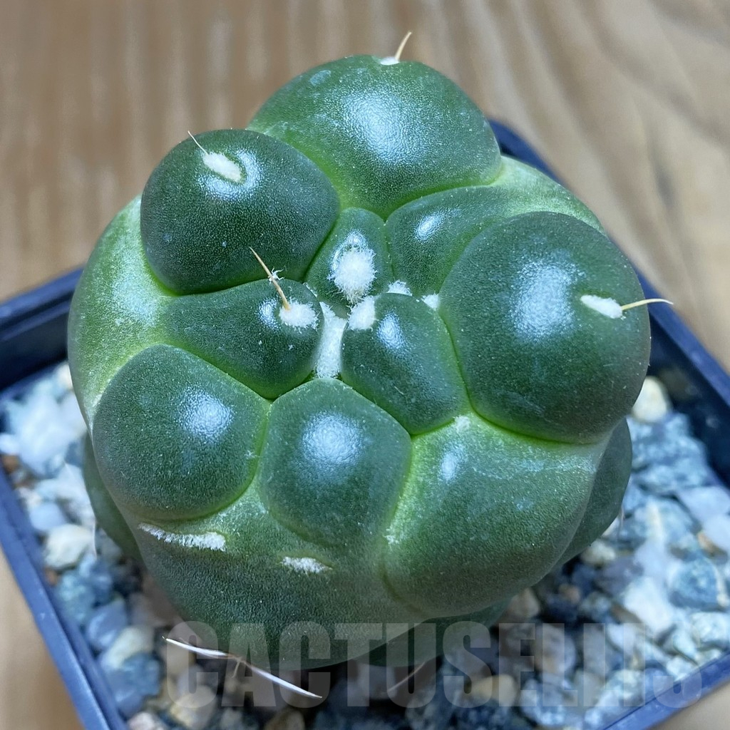 SH10202 Coryphantha elephantidens ‘inermis’