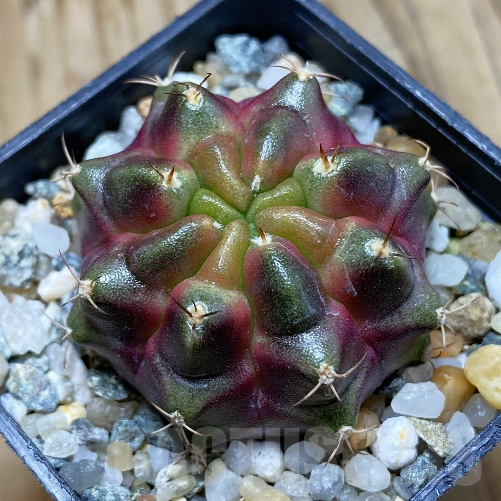 SH10218 Gymnocalycium mihanovichii ‘Purple Nebula’