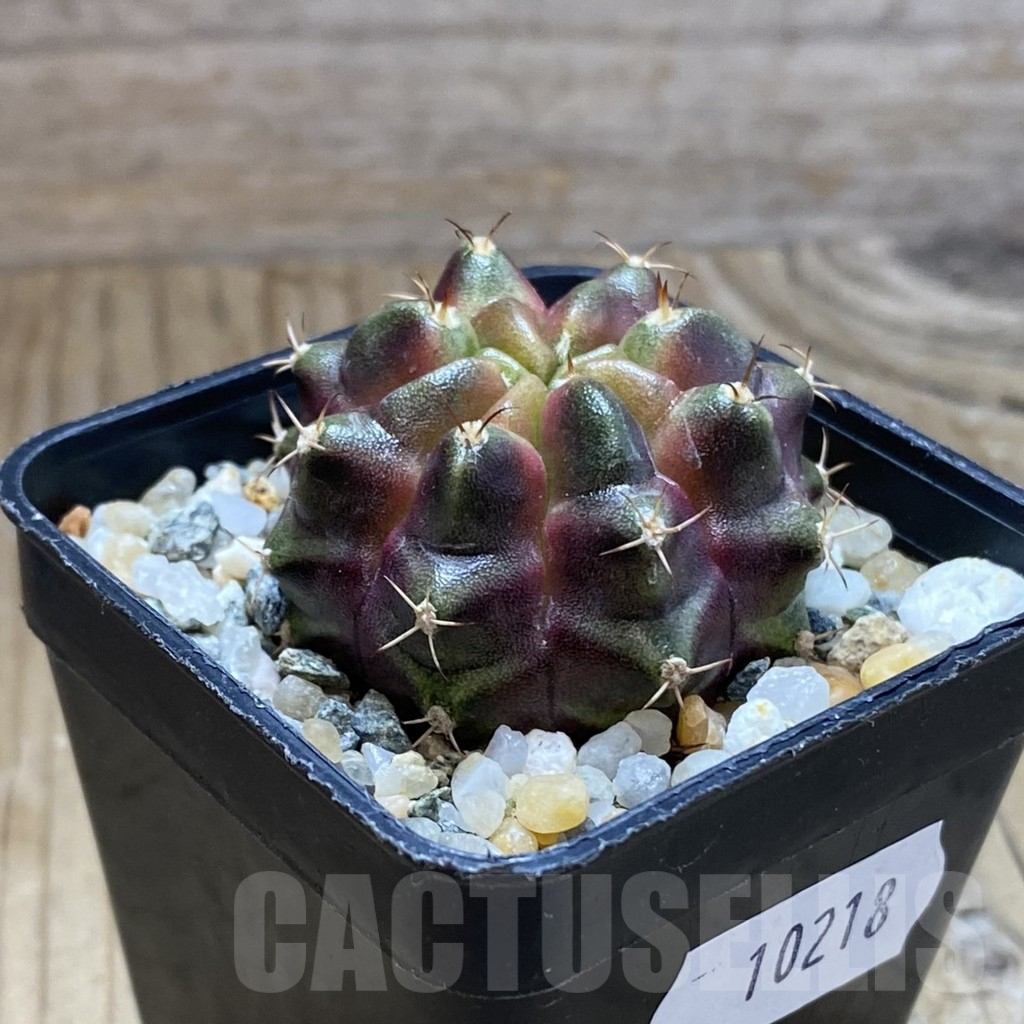 SH10218 Gymnocalycium mihanovichii ‘Purple Nebula’ - Image 2