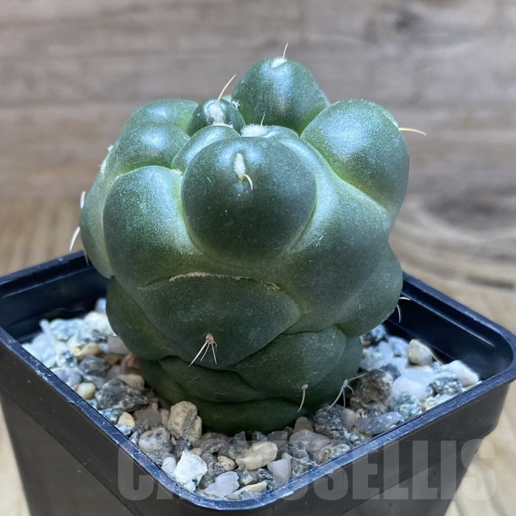 SH10202 Coryphantha elephantidens ‘inermis’ - Image 2