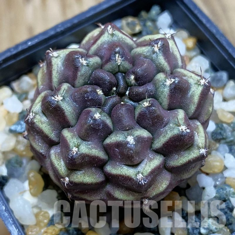 SH10221 Gymnocalycium mihanovichii ‘Day Dream’, seedling