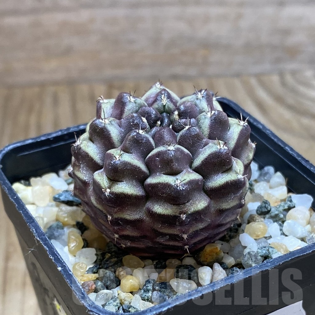 SH10221 Gymnocalycium mihanovichii ‘Day Dream’, seedling - immagine 2