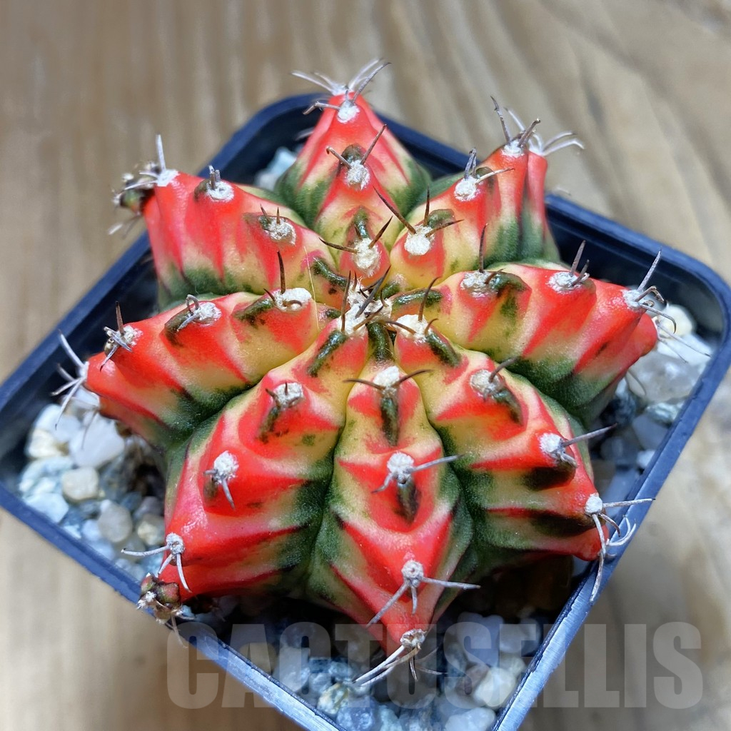 SH10226 Gymnocalycium mihanovichii 'Multicolor'