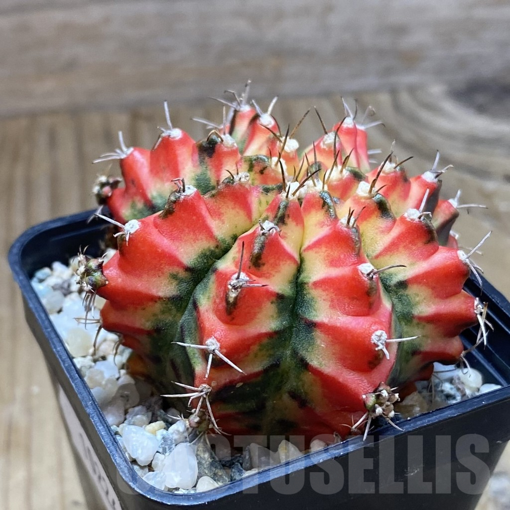 SH10226 Gymnocalycium mihanovichii 'Multicolor' - Image 2