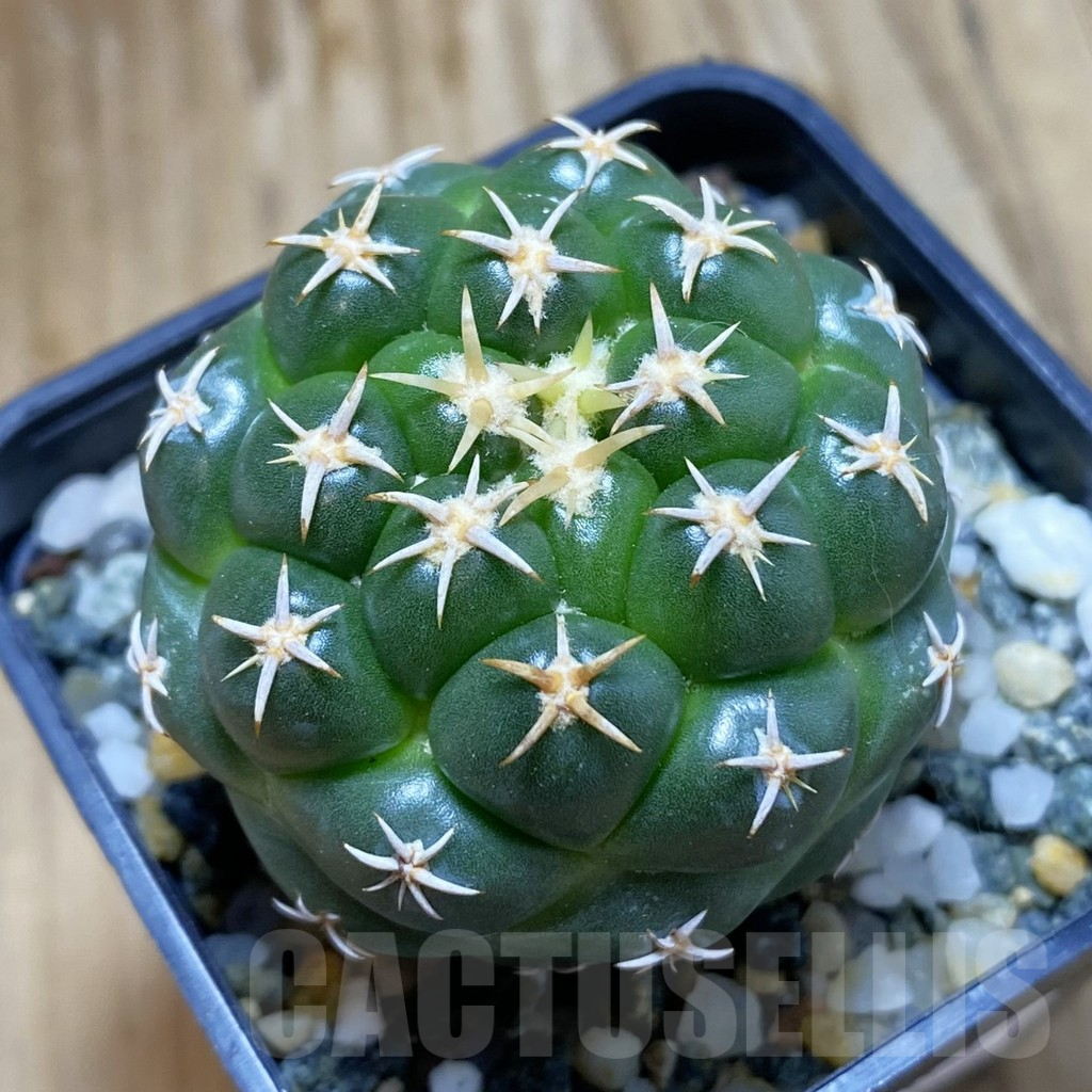 SH10203 Coryphantha elephantidens ‘Family’
