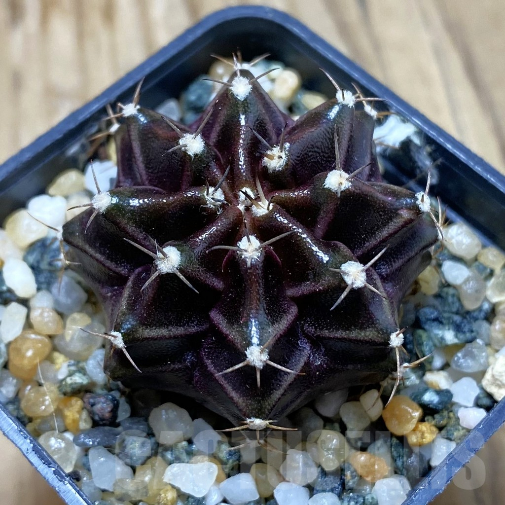SH10228 Gymnocalycium mihanovichii ‘Black Widow’, seedling