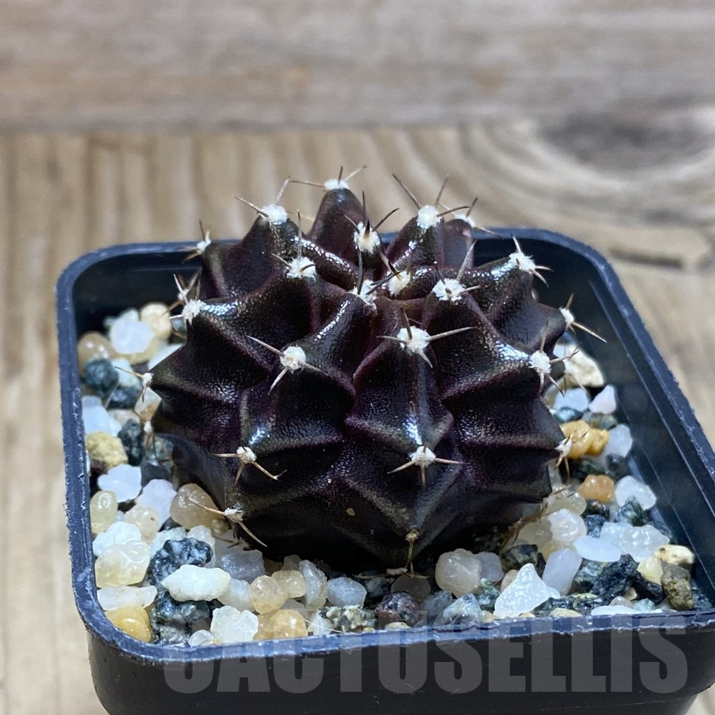 SH10228 Gymnocalycium mihanovichii ‘Black Widow’, seedling - Image 2