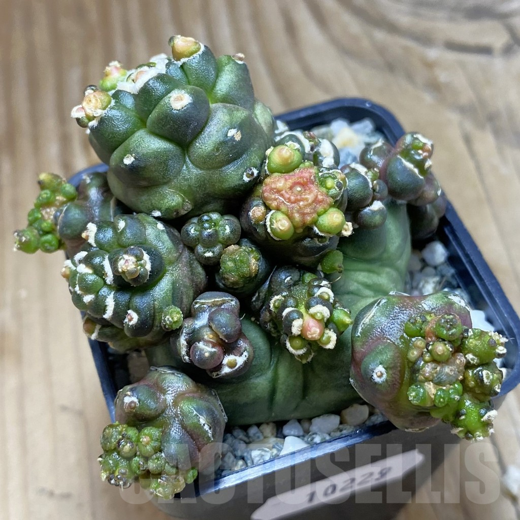 SH10229 Gymnocalycium mihanovichii ‘Transformer’