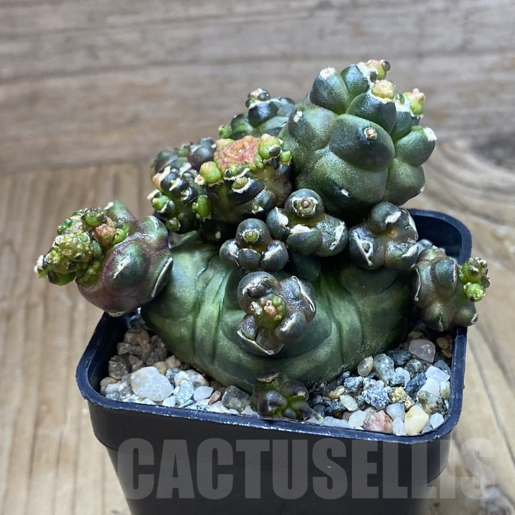 SH10229 Gymnocalycium mihanovichii ‘Transformer’ - immagine 2