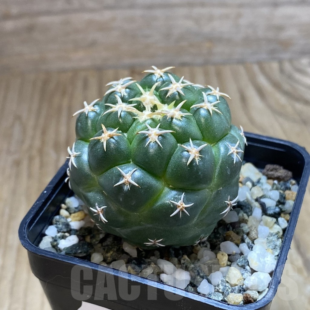 SH10203 Coryphantha elephantidens ‘Family’ - immagine 2