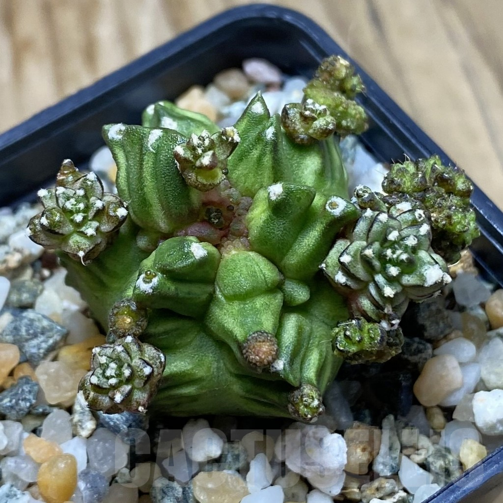 SH10231 Gymnocalycium mihanovichii 'Green Crocodile'