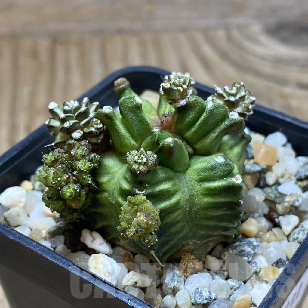 SH10231 Gymnocalycium mihanovichii 'Green Crocodile' - Imagen 2