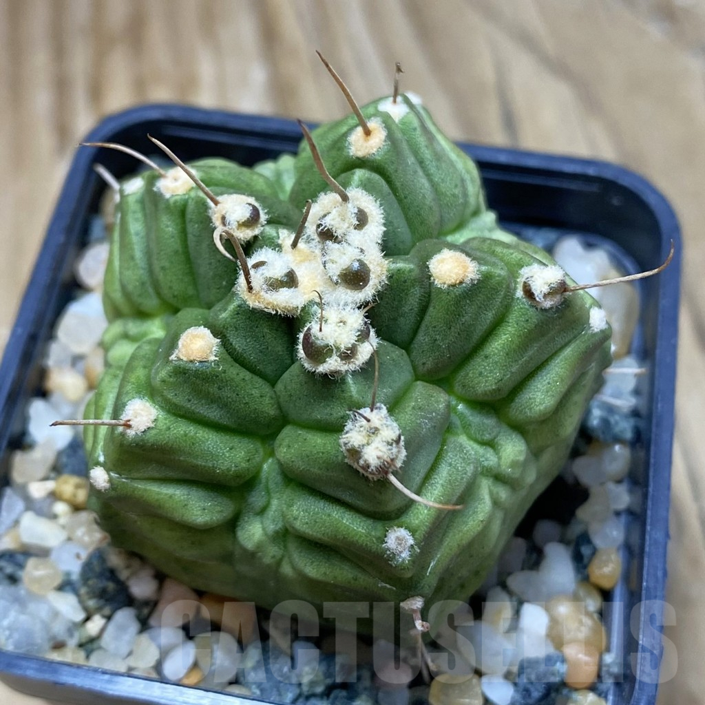 SH10232 Gymnocalycium mihanovichii ‘North Star'
