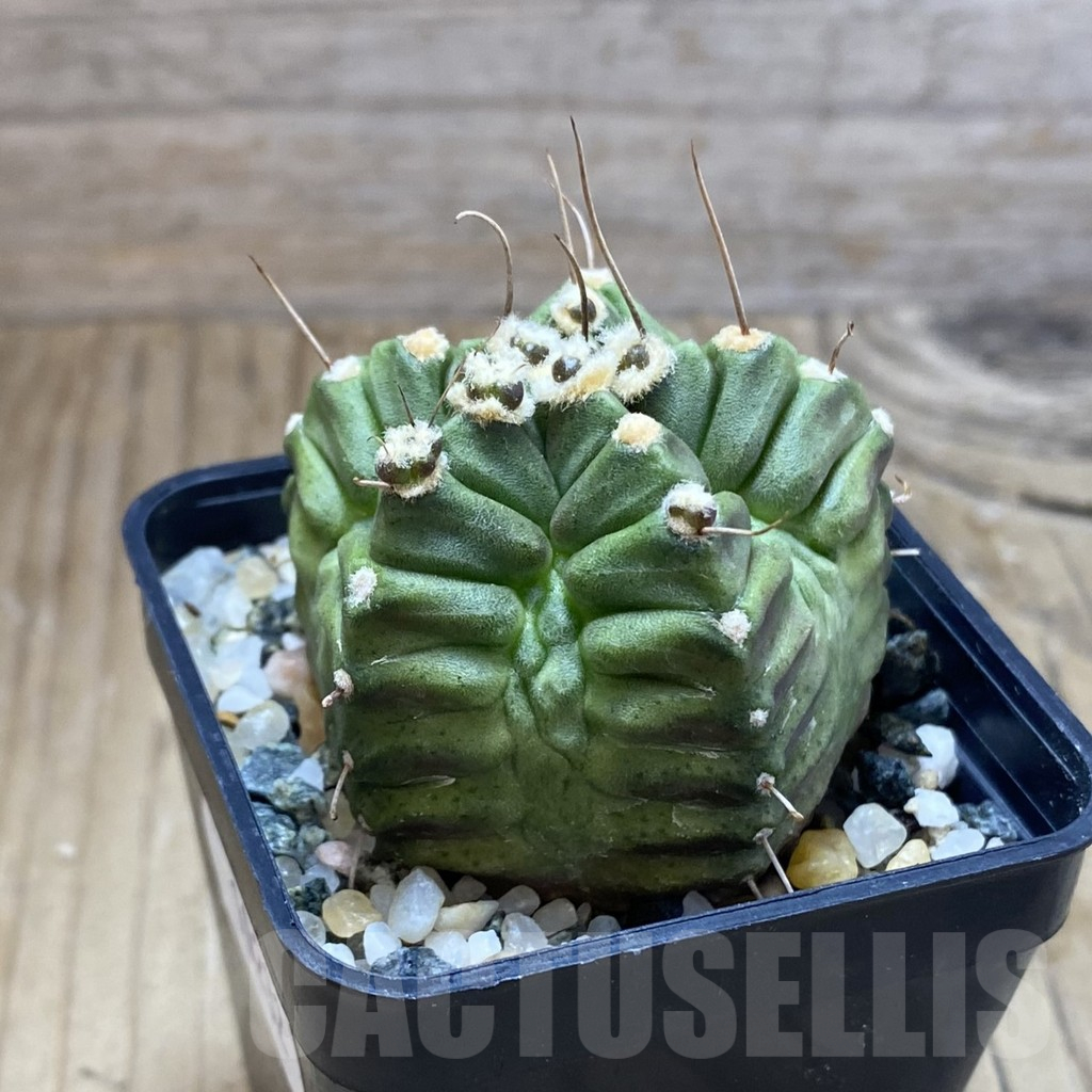 SH10232 Gymnocalycium mihanovichii ‘North Star' - Image 2