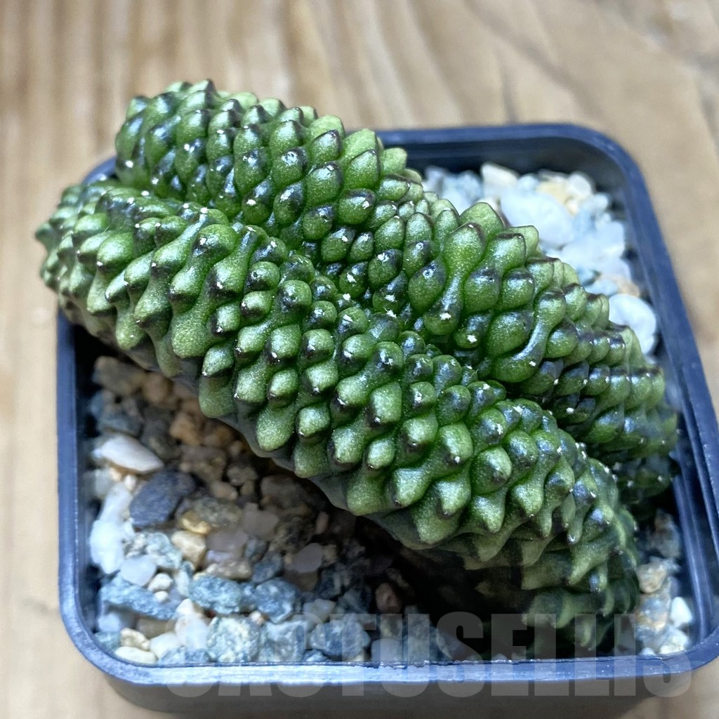 SH10233 Gymnocalycium mihanovichii ‘inermis’ f. cristata