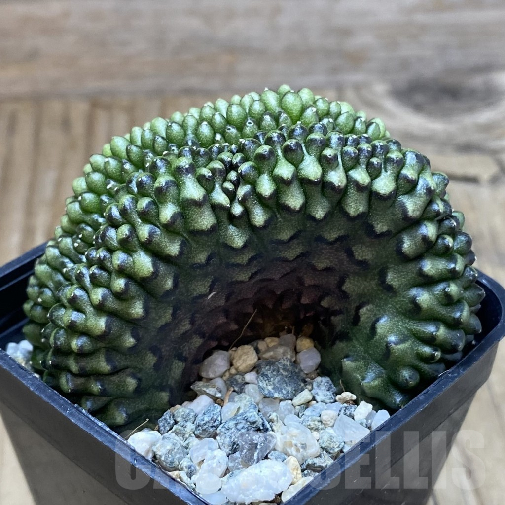 SH10233 Gymnocalycium mihanovichii ‘inermis’ f. cristata - Image 2