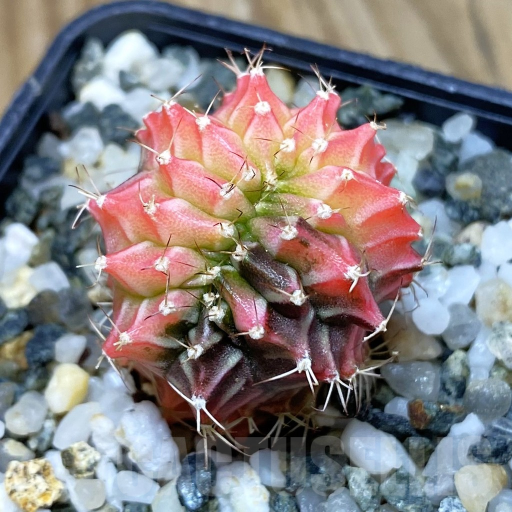 SH10356 Gymnocalycium mihanovichii variegata f. cristata - immagine 2