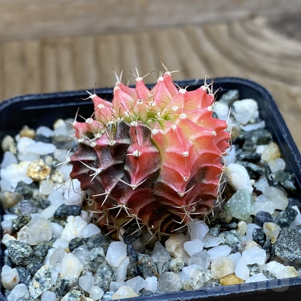 SH10356 Gymnocalycium mihanovichii variegata f. cristata - immagine 3