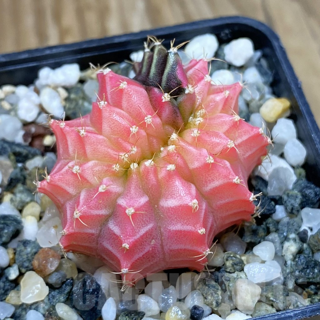 SH10357 Gymnocalycium mihanovichii variegata f. cristata