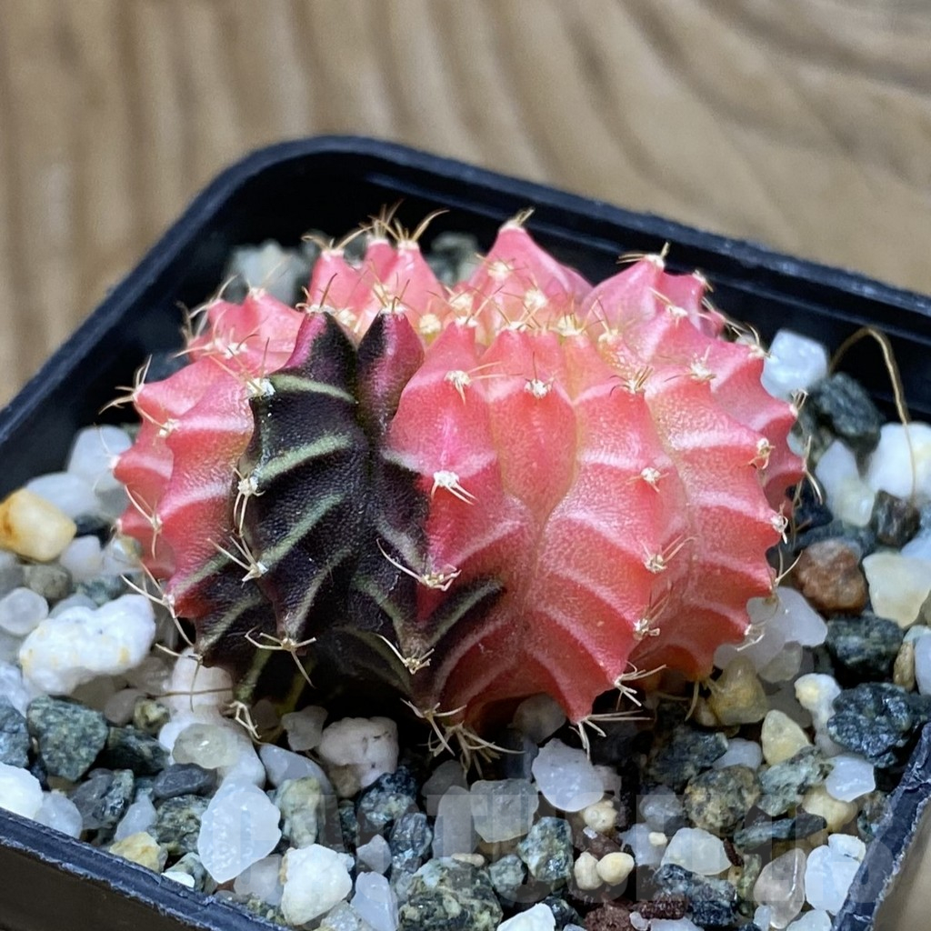 SH10357 Gymnocalycium mihanovichii variegata f. cristata - Image 2