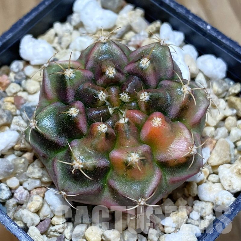 SH10358 Gymnocalycium damsii f. variegata, seedling