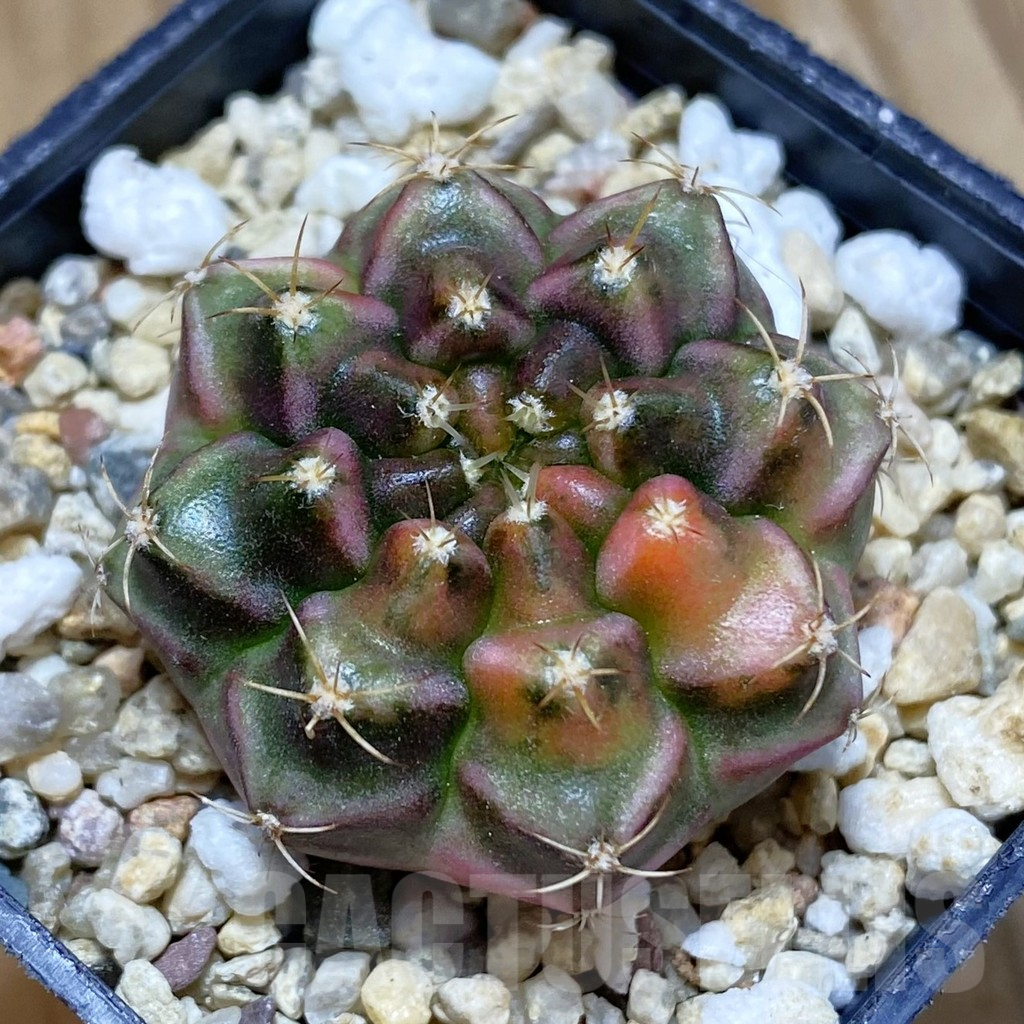 SH10358 Gymnocalycium damsii f. variegata, seedling