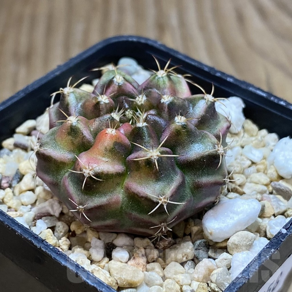 SH10358 Gymnocalycium damsii f. variegata, seedling - Imagen 2