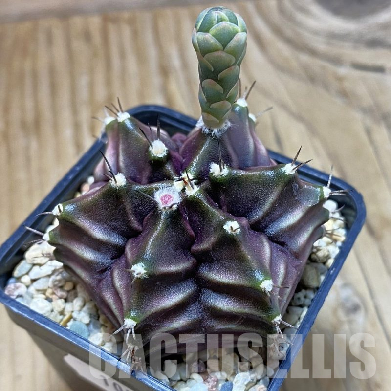 SH10359 Gymnocalycium mihanovichii 6-ribs