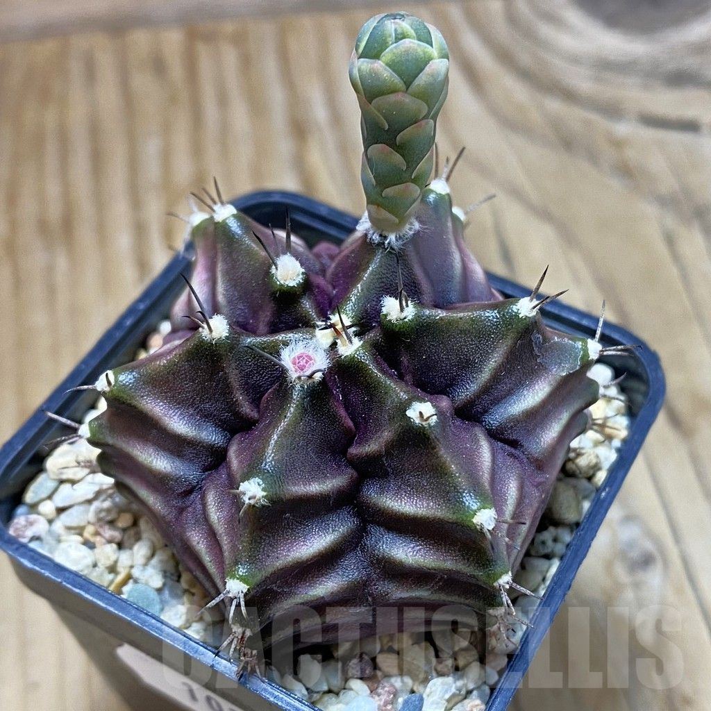 SH10359 Gymnocalycium mihanovichii 6-ribs