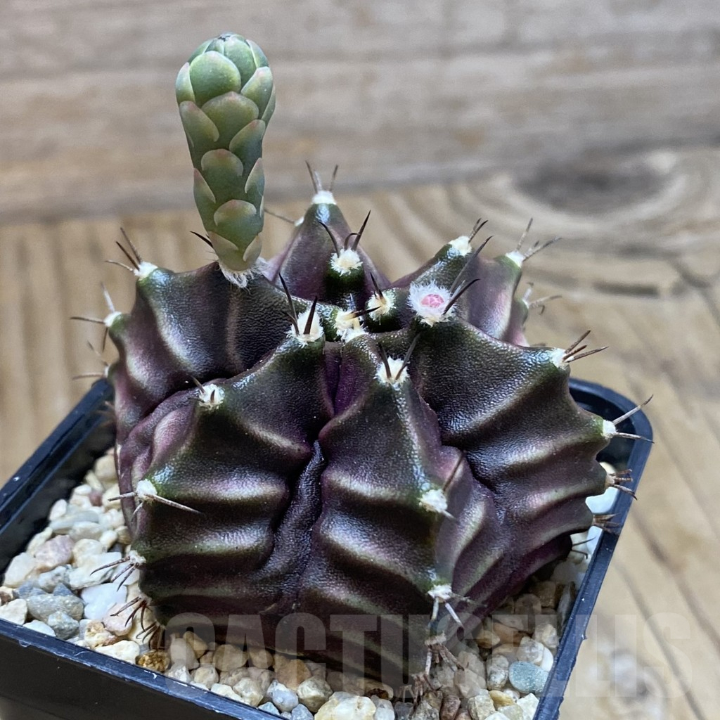 SH10359 Gymnocalycium mihanovichii 6-ribs - Image 2