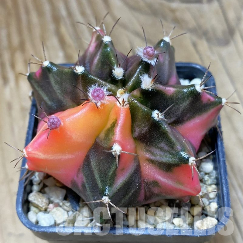 SH10363 Gymnocalycium mihanovichii f. variegata, seedling