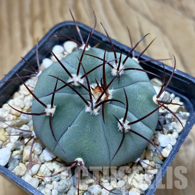 SH10364 Gymnocalycium cabreraense VOS 2122