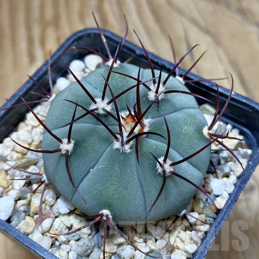 SH10364 Gymnocalycium cabreraense VOS 2122