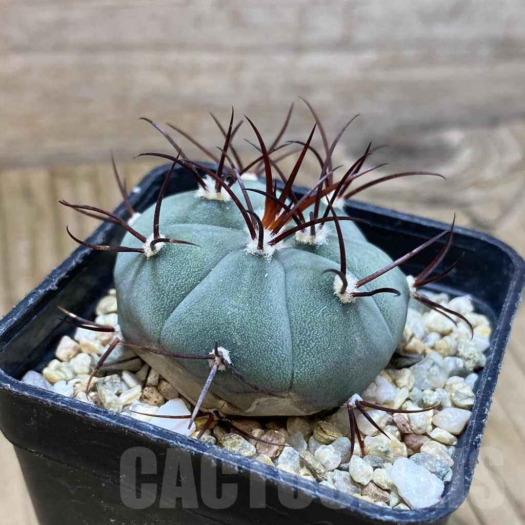 SH10364 Gymnocalycium cabreraense VOS 2122 - Image 2