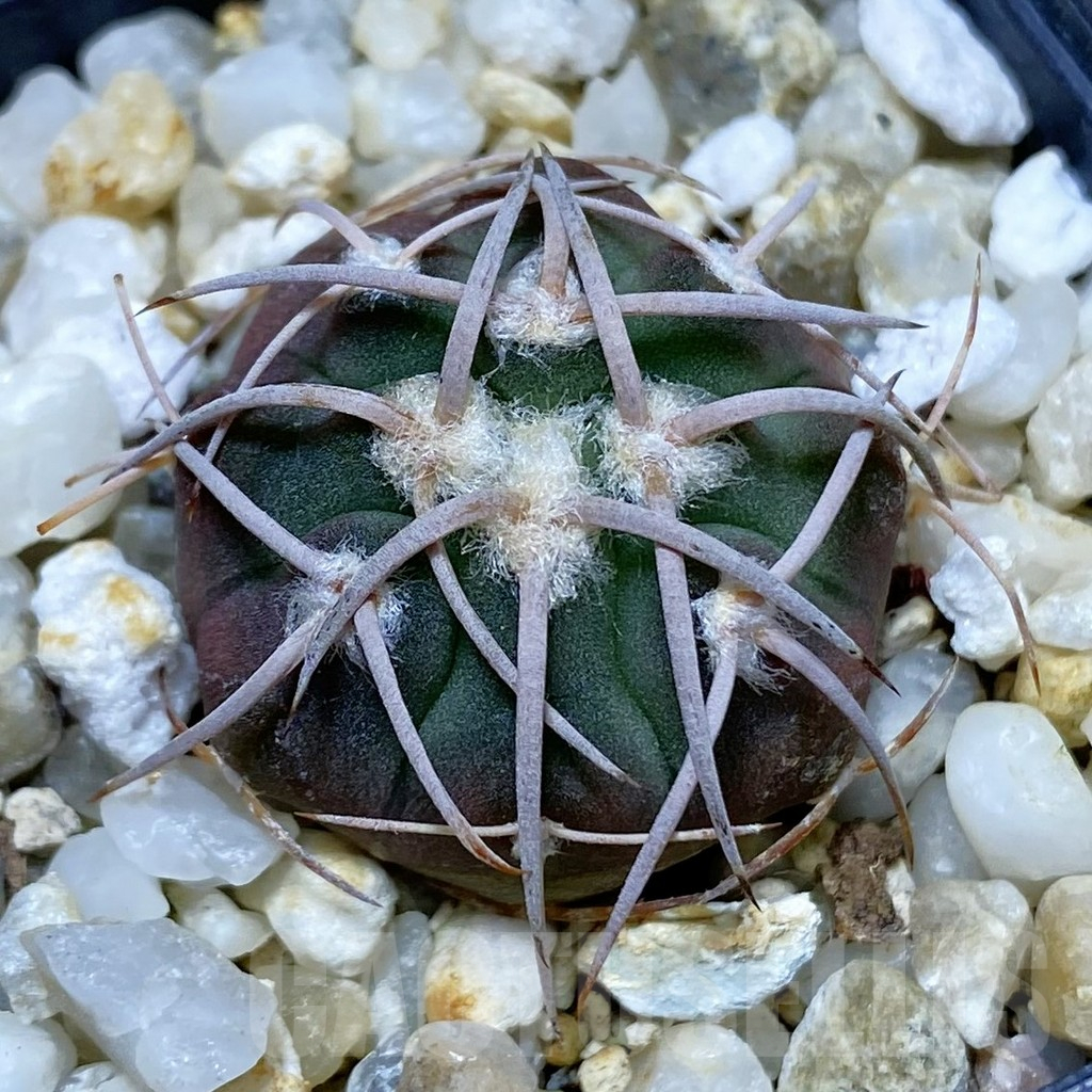 SH10368 Gymnocalycium coloradense VS 809