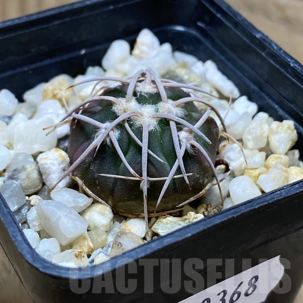 SH10368 Gymnocalycium coloradense VS 809 - Image 2