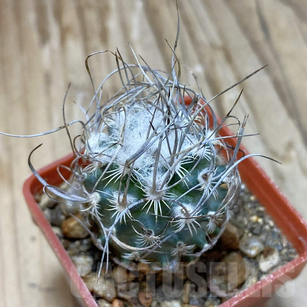 SH10369 Turbinicarpus dickisoniae