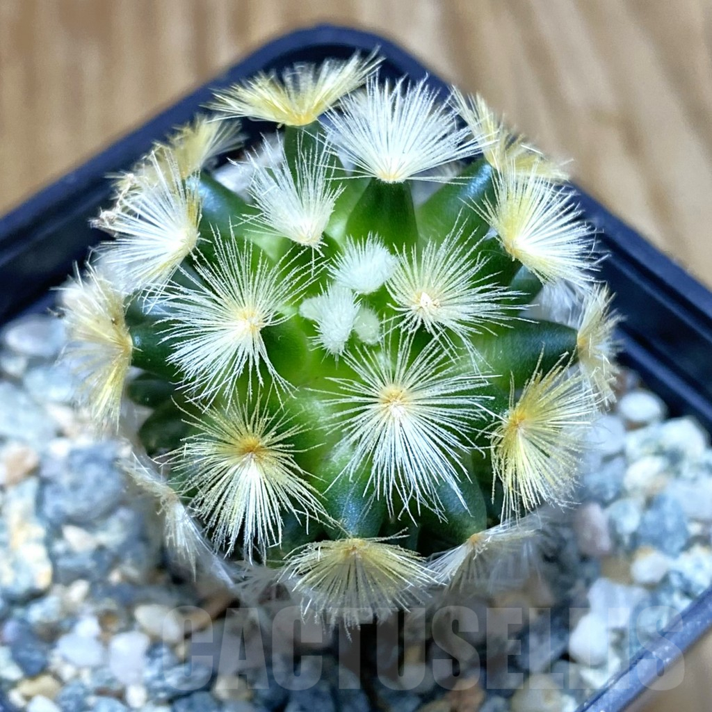 SH10327 Mammillaria carmenae ‘Buddha’, seedling