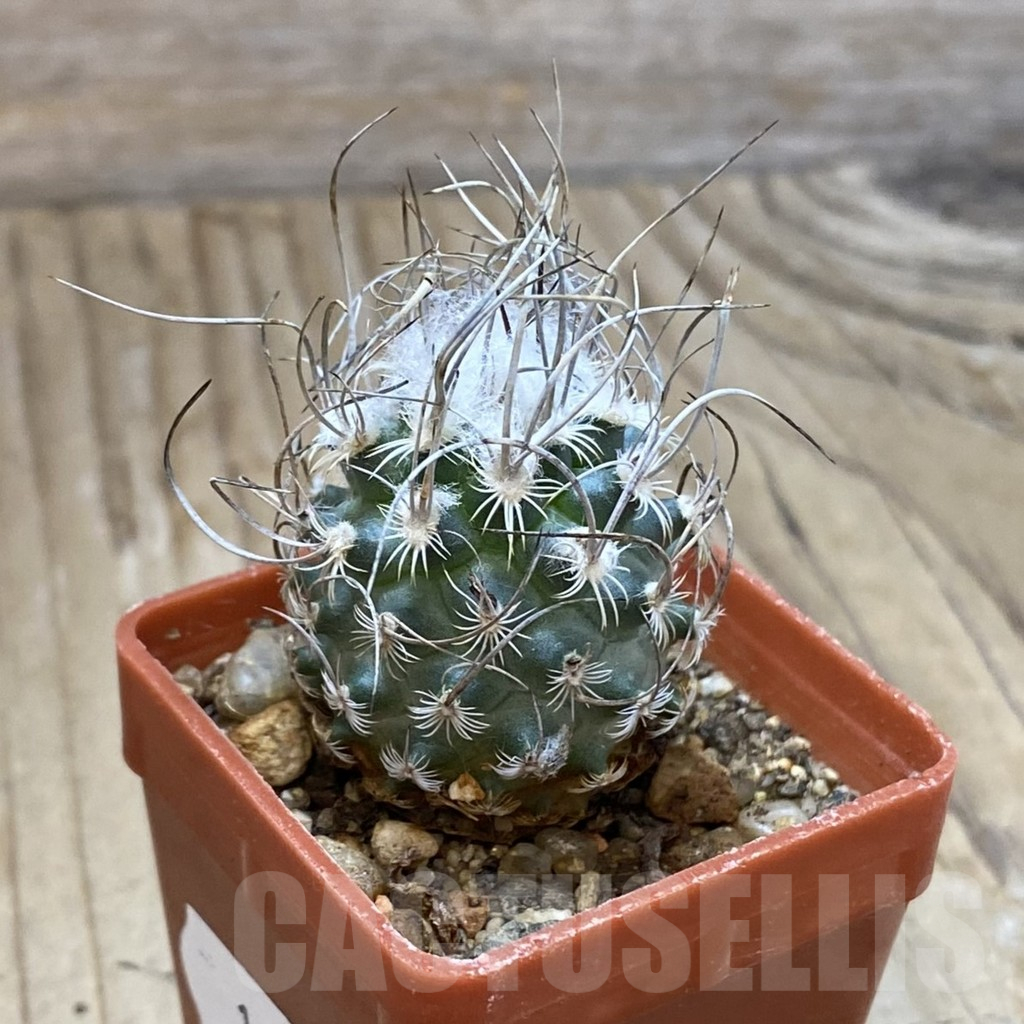 SH10369 Turbinicarpus dickisoniae - immagine 2