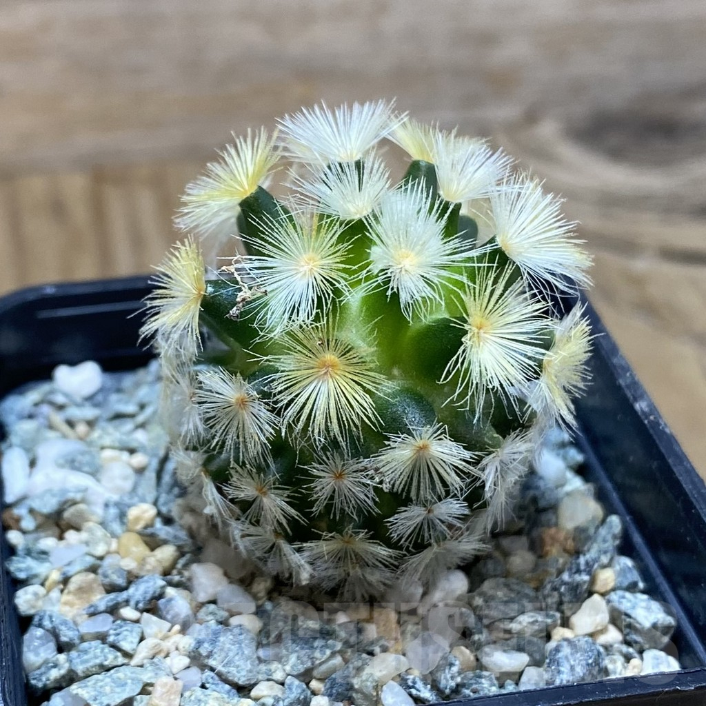 SH10327 Mammillaria carmenae ‘Buddha’, seedling - Image 2