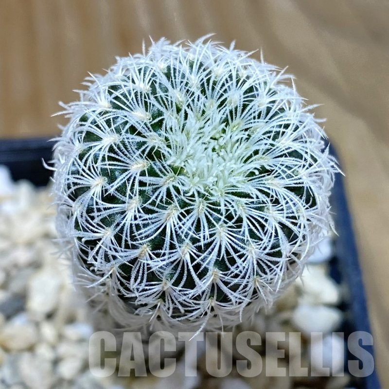 SH10375 Frailea densispina