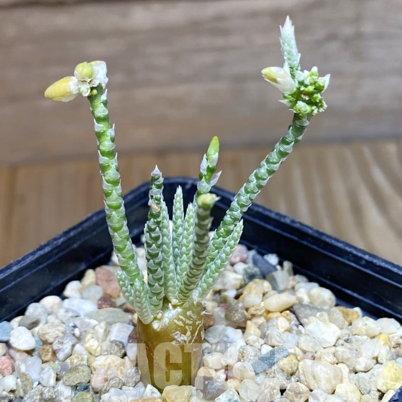 SH10383 Avonia alstonii, white flower