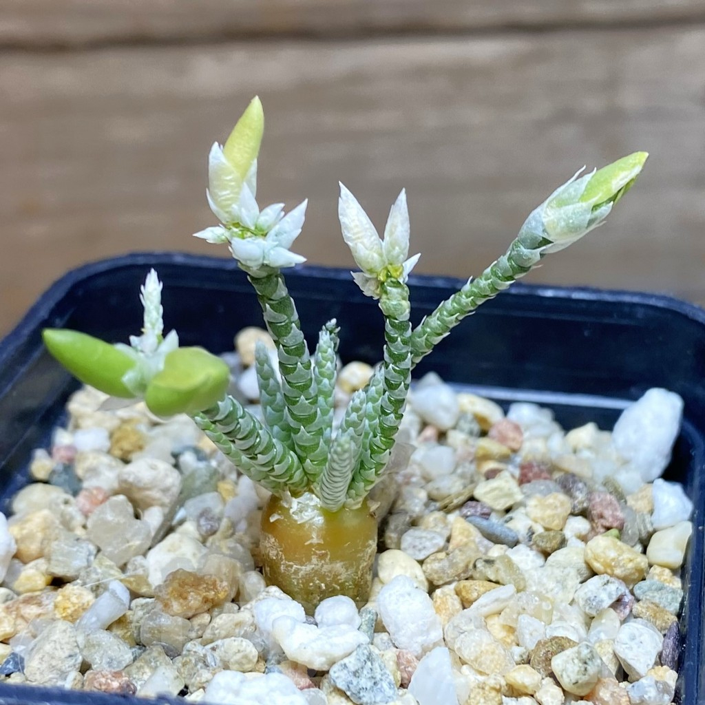 SH10384 Avonia alstonii, white flower - immagine 2