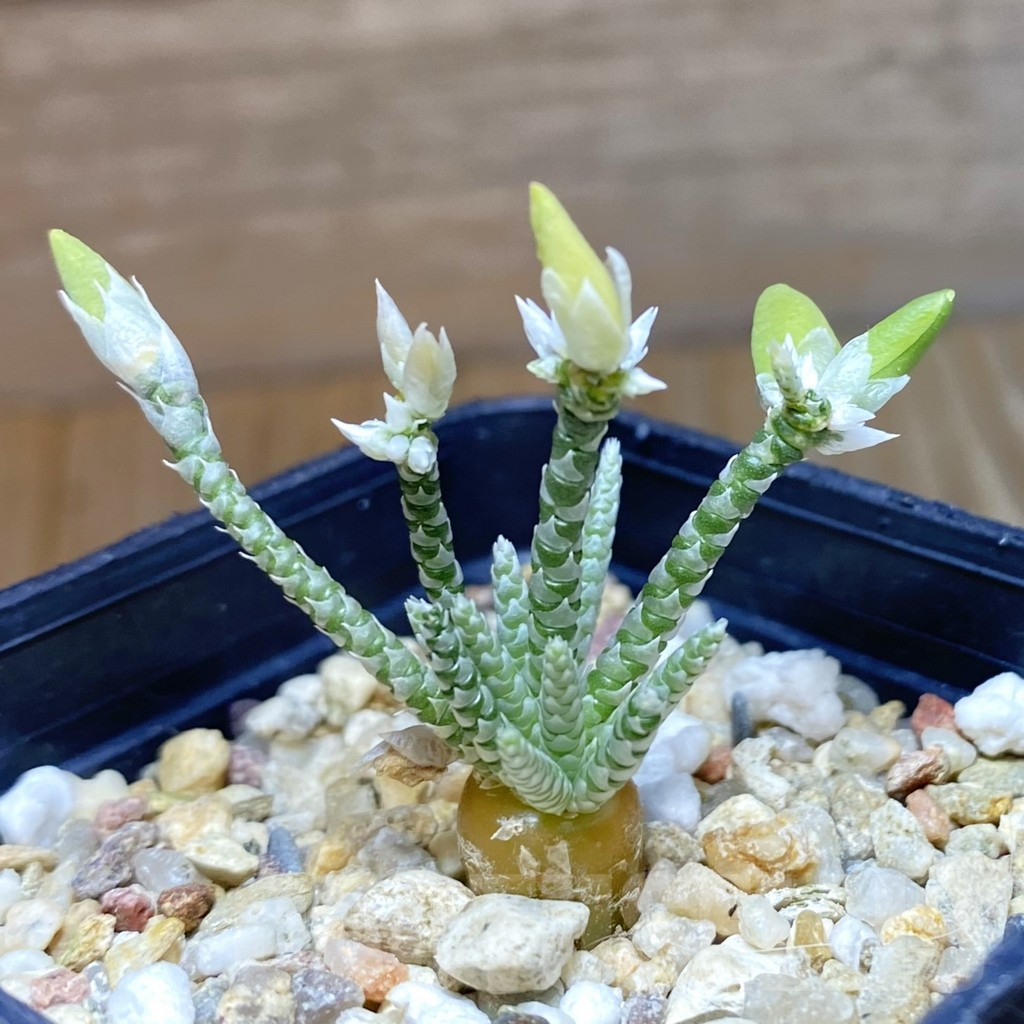 SH10384 Avonia alstonii, white flower