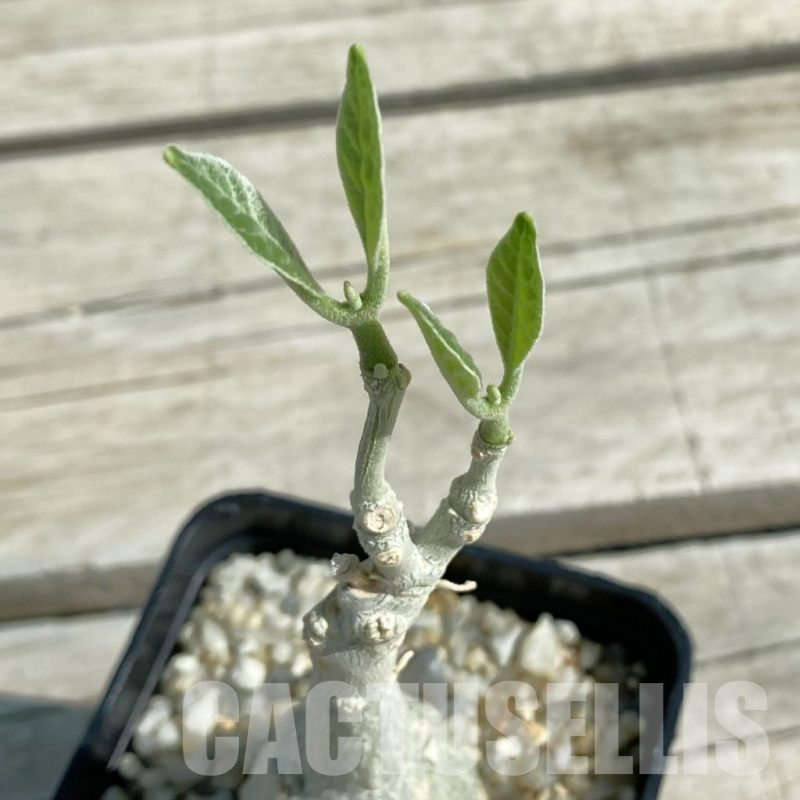 SH10389 Fockea multiflora ES2024B, Tanzania