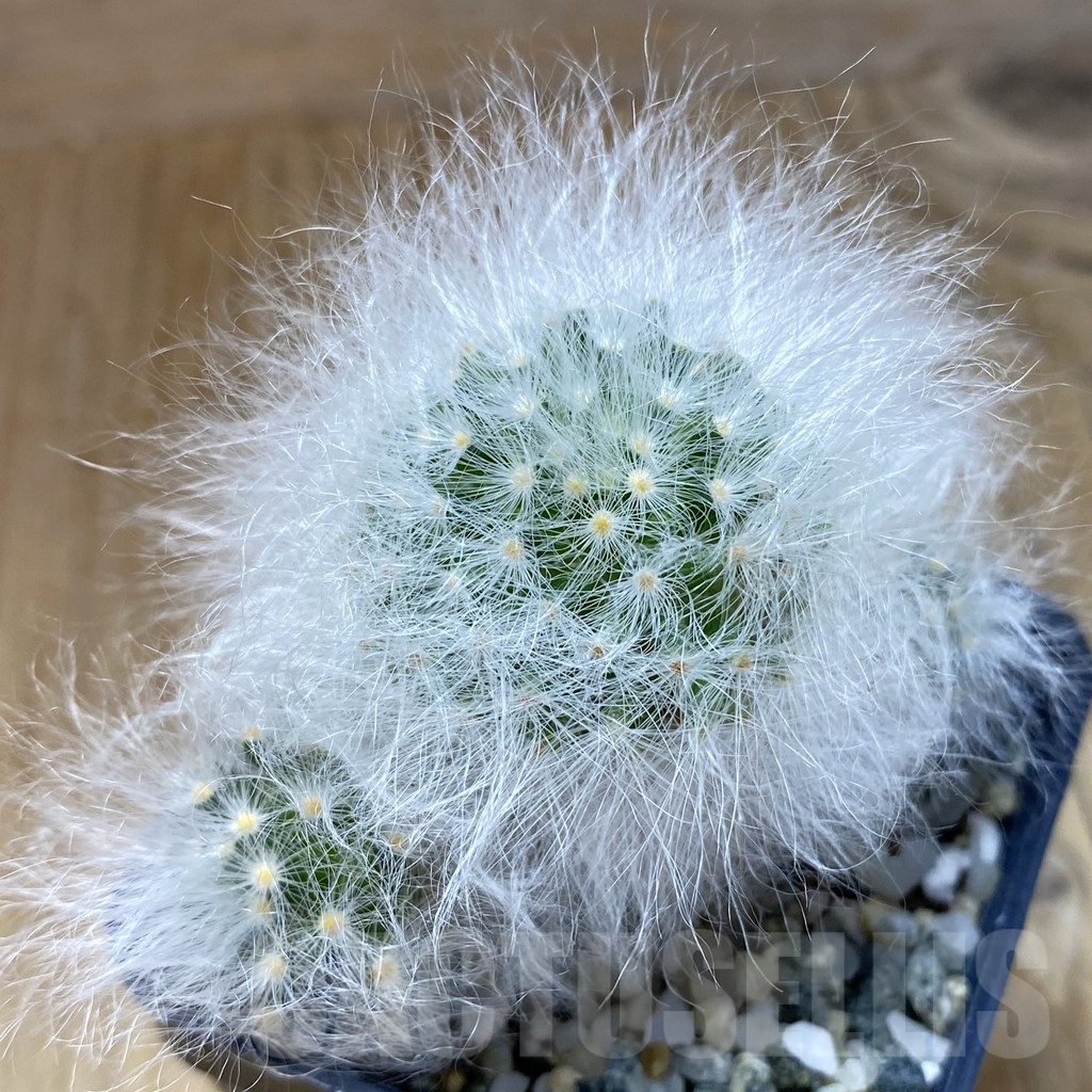 SH10329 Mammillaria guelzowiana LAU 640