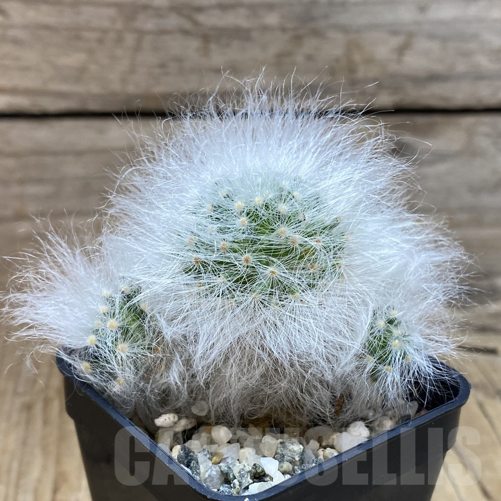 SH10329 Mammillaria guelzowiana LAU 640 - Image 2