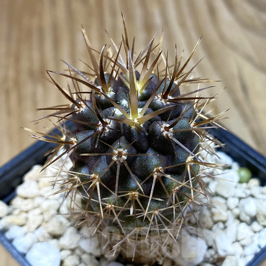 SH10330 Horridocactus curvispinus