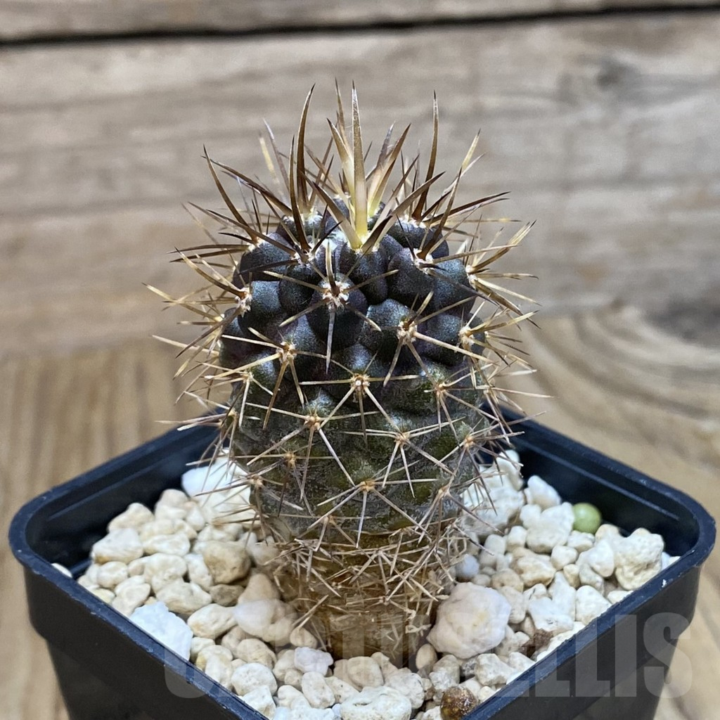 SH10330 Horridocactus curvispinus - Image 2