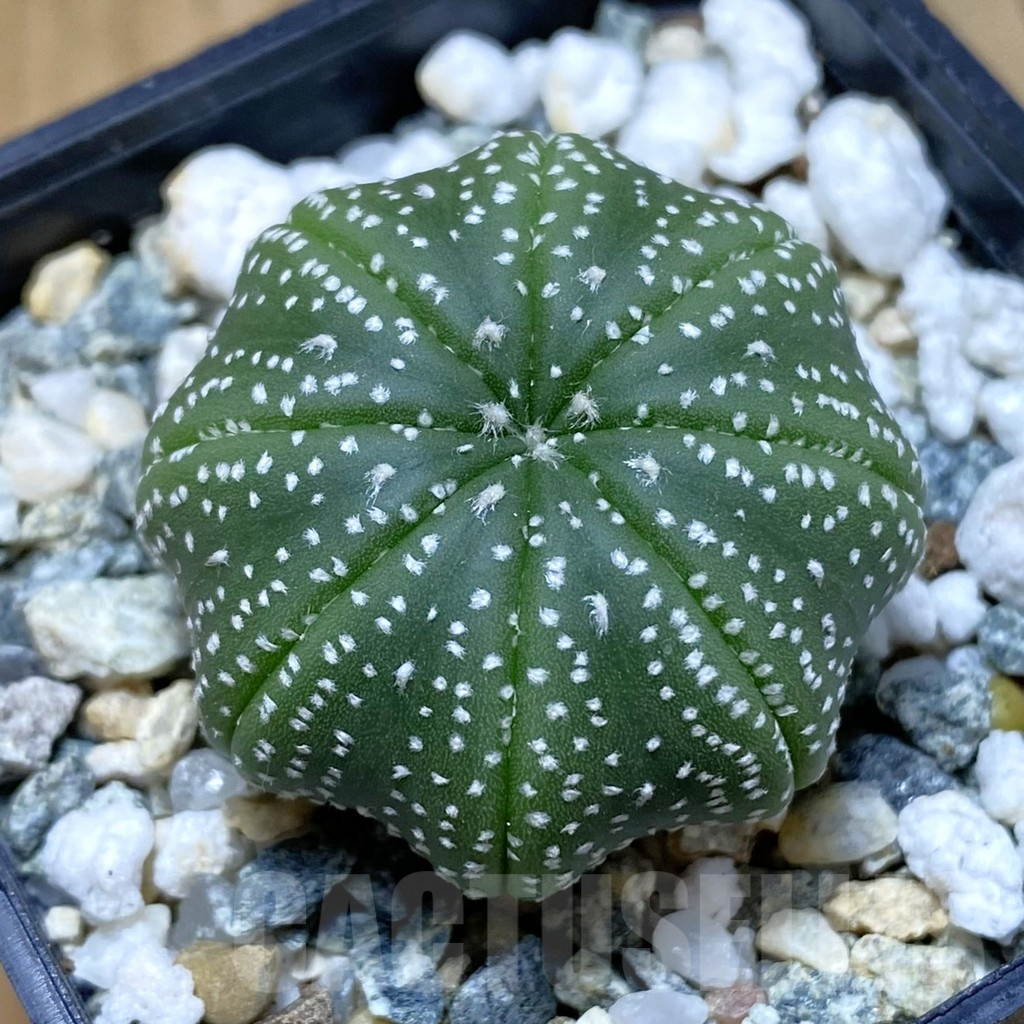 SH10332 Astrophytum asterias ‘Star Shape’